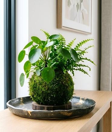 Atelier Kokedama - le 14 novembre 2026